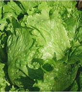 Profesionalno seme Seme salate Silvinas pilirano (rano proleće, jesen) - Katalog semena povrća SM AgroShop