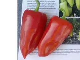 Profesionalno seme Seme paprike Lotta F1 - Katalog semena povrća SM AgroShop