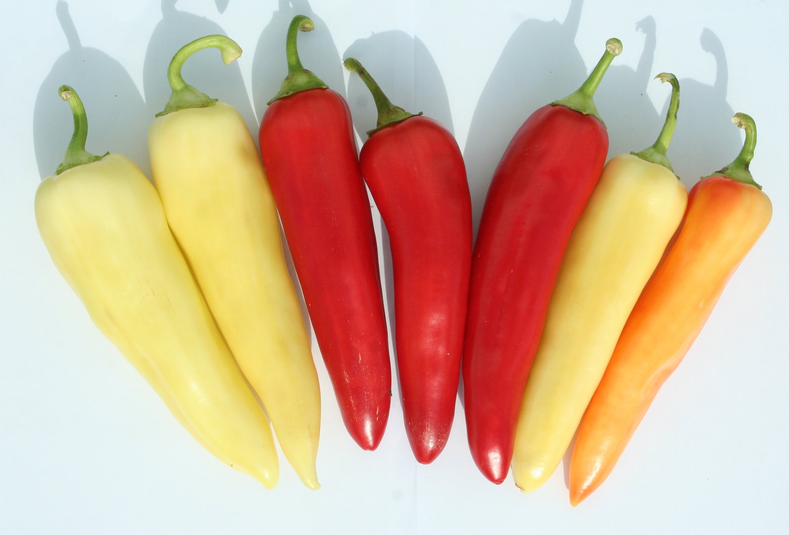 Profesionalno seme Seme paprike Beli biser F1 - Katalog semena povrća SM AgroShop