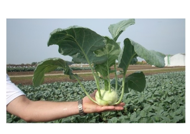 Seme Volturno F1 - Ostalo | SM AgroShop