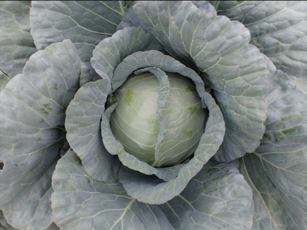 Seme Goldenslam F1 - Ostalo | SM AgroShop