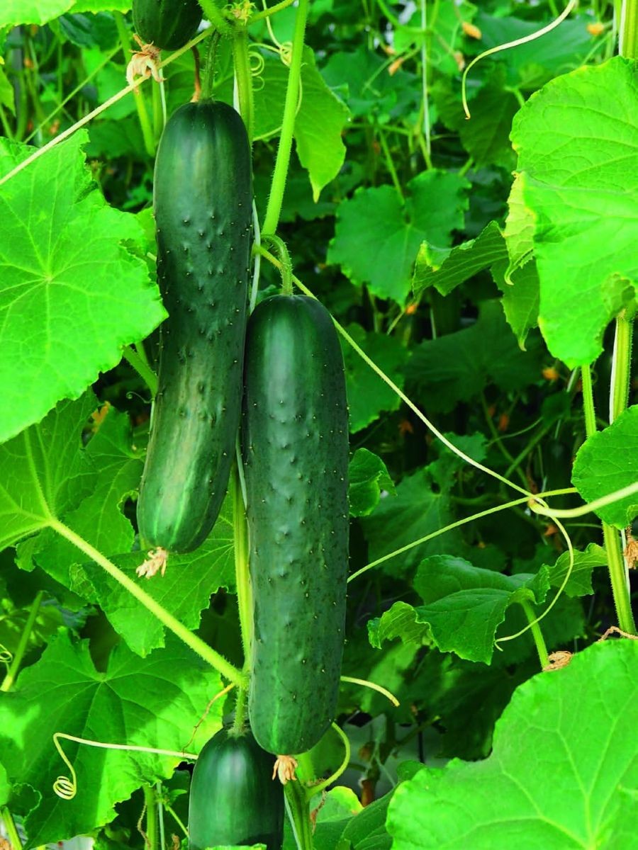 Seme Goghen F1 - Ostalo | SM AgroShop