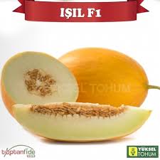 Seme Isil F1 - Ostalo | SM AgroShop