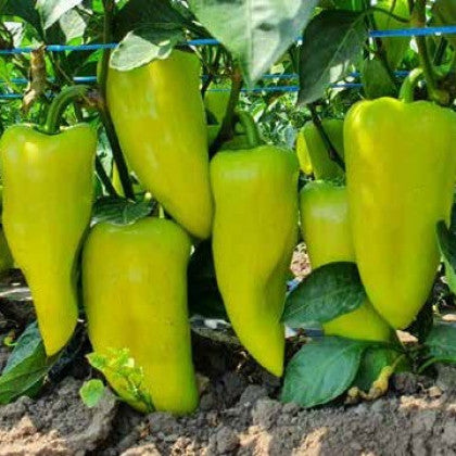 Seme Baklava F1 - Ostalo | SM AgroShop