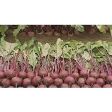 Seme Pablo F1 - Ostalo | SM AgroShop