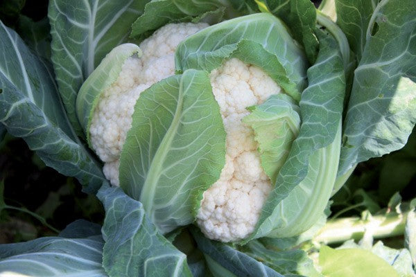 Seme Sinergy F1 - Ostalo | SM AgroShop