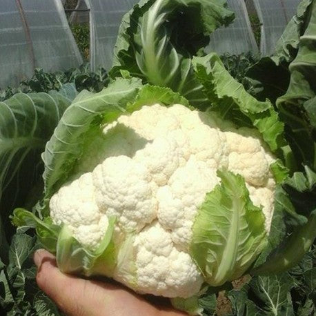 Seme Cercy F1 - Ostalo | SM AgroShop