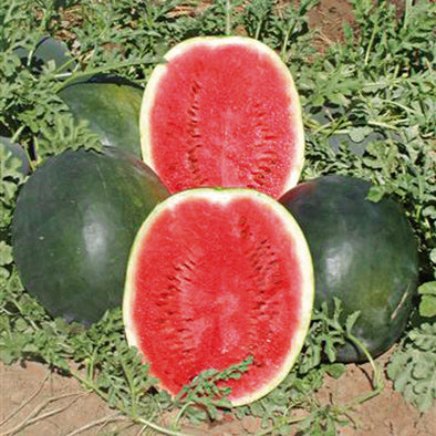 Prodaja Romeria F1 - Cena semena Ostalo | SM AgroShop