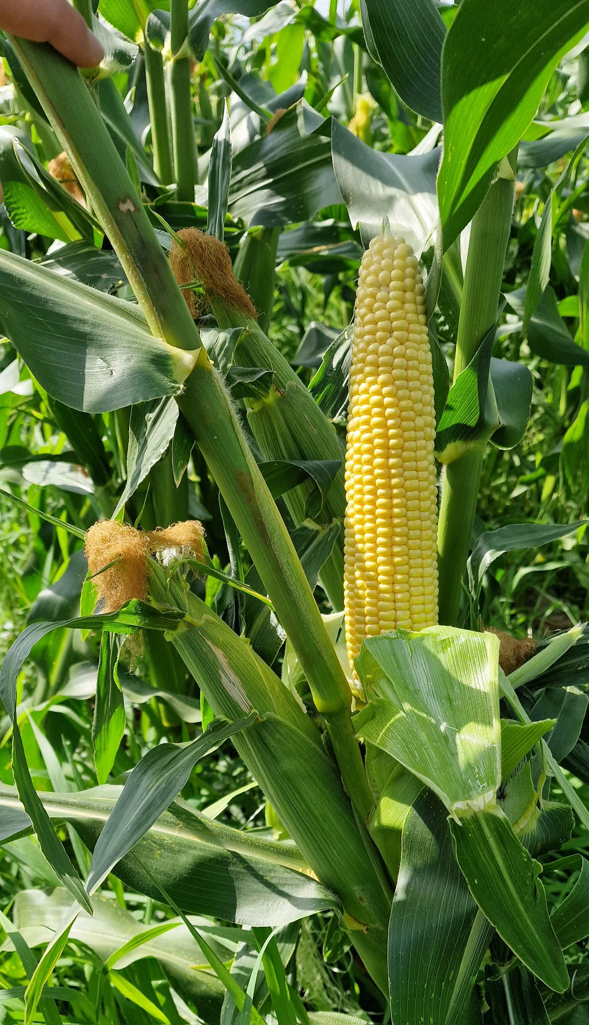 Seme Zeaton F1 - Ostalo | SM AgroShop