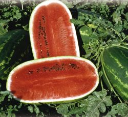 Seme Macis F1 - Ostalo | SM AgroShop