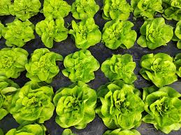 Seme Galactic (Genius) zimska sorta - Ostalo | SM AgroShop