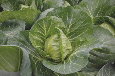 Profesionalno seme Seme kupusa Ranini F1 - Katalog semena povrća SM AgroShop