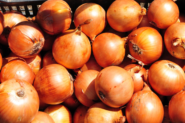 Seme Medusa F1 EZ - Ostalo | SM AgroShop