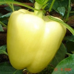 Seme Maradonna F1 - Ostalo | SM AgroShop