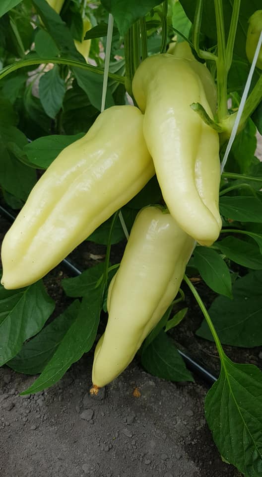 Profesionalno seme Seme paprike Estilla F1 - Katalog semena povrća SM AgroShop