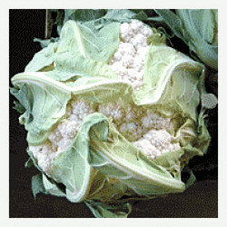 Seme Optimist F1 - Ostalo | SM AgroShop