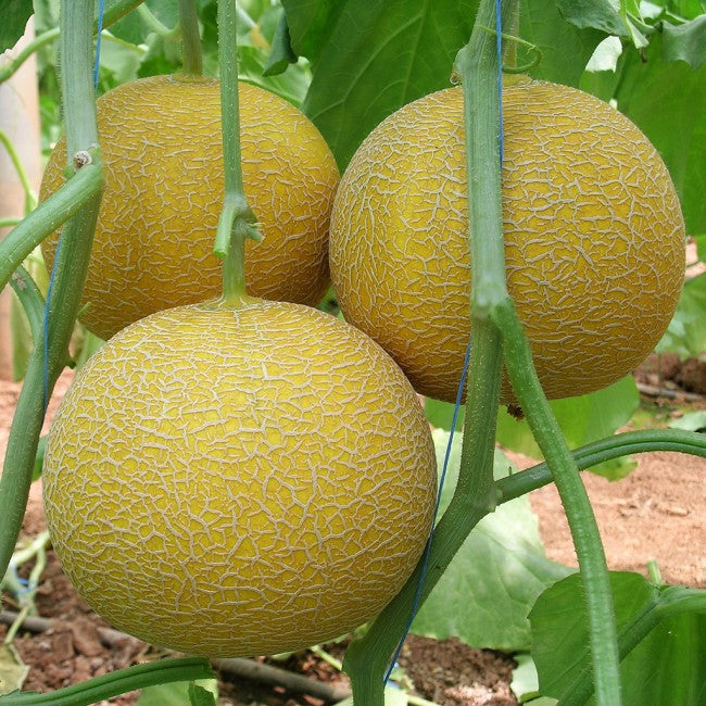 Seme Gediz F1 - Ostalo | SM AgroShop