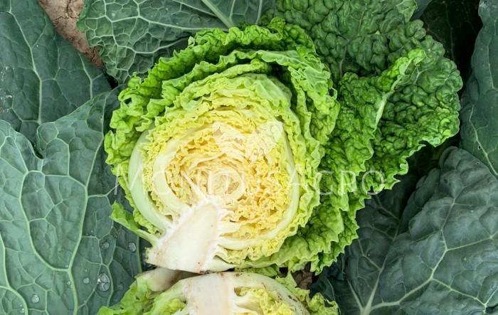 Seme Atlanum F1 - Ostalo | SM AgroShop