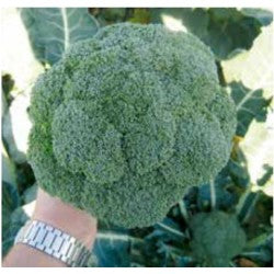 Seme Batory F1 - Ostalo | SM AgroShop