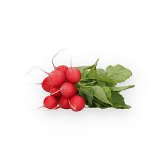 Profesionalno seme Seme rotkvice Millom F1 - Katalog semena povrća SM AgroShop