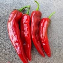 Seme Fono F1 - Ostalo | SM AgroShop