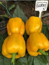 Profesionalno seme Seme paprike Guray F1 - Katalog semena povrća SM AgroShop