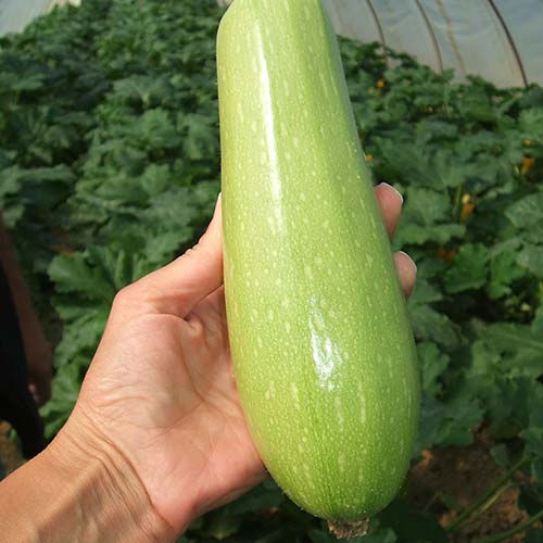 Seme Nevira F1 - Ostalo | SM AgroShop