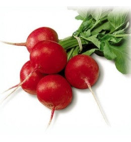 Profesionalno seme Seme rotkvice Sora F1 - Katalog semena povrća SM AgroShop - Brza dostava