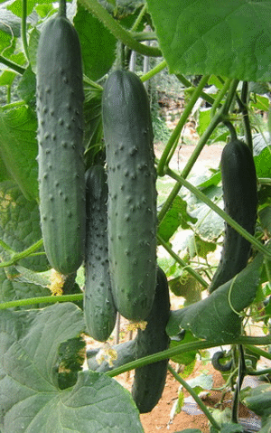 Seme Touareg F1 RZ - Ostalo | SM AgroShop