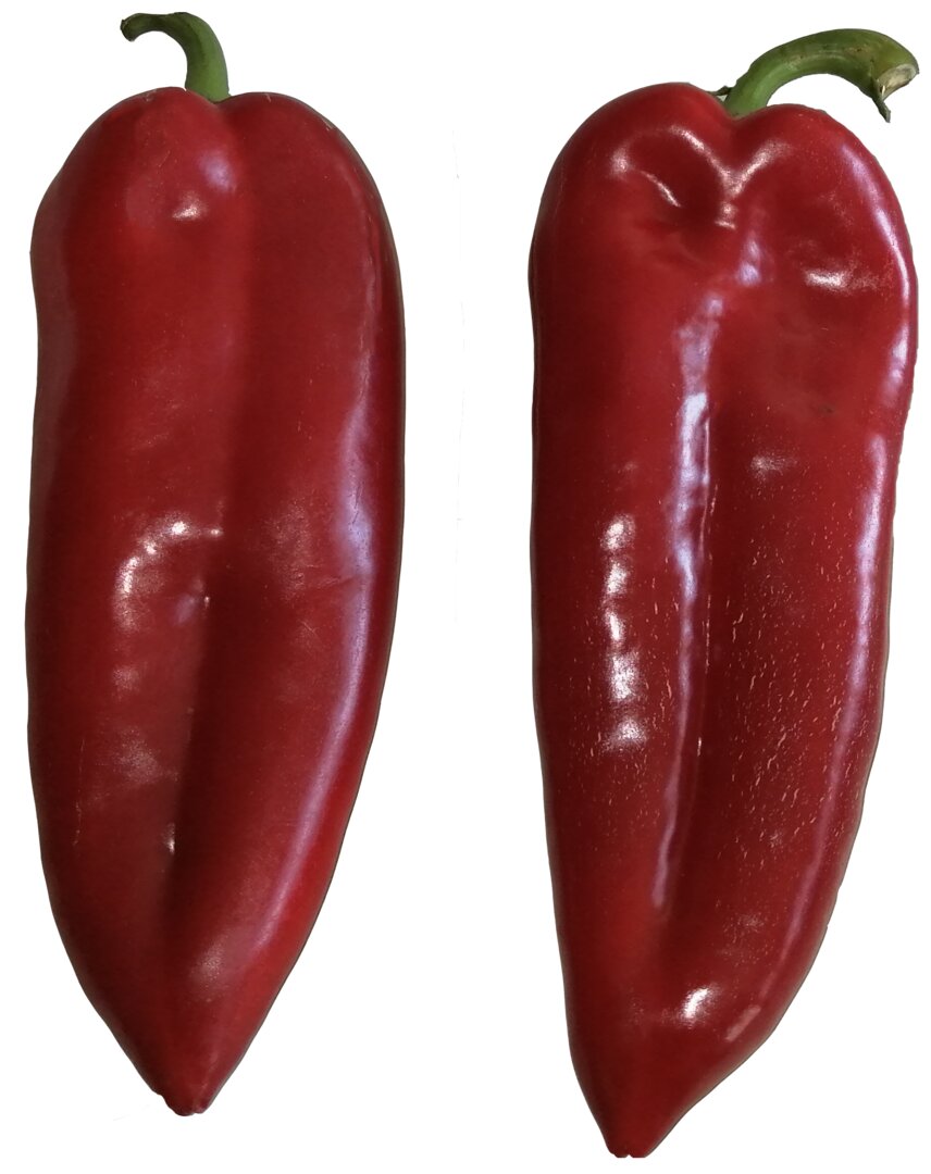 Profesionalno seme Seme paprike Sabljarka F1 - Katalog semena povrća SM AgroShop - Brza dostava