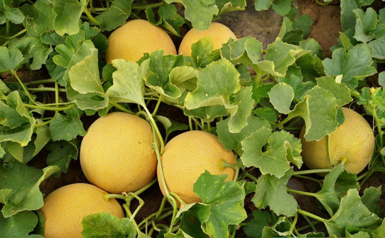 Seme Marko F1 - Ostalo | SM AgroShop