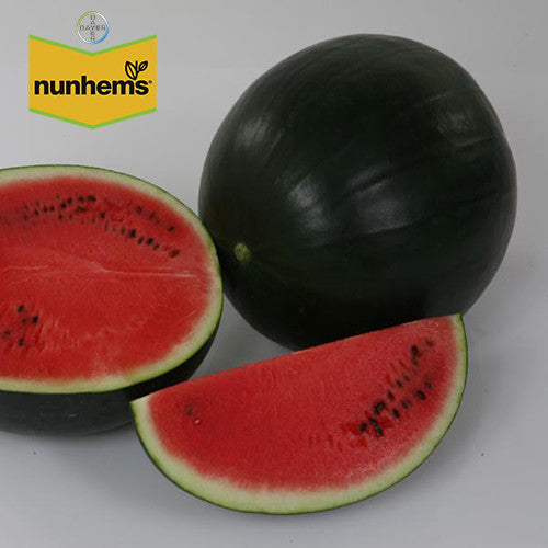 Seme Red Star F1 - Ostalo | SM AgroShop