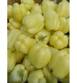 Profesionalno seme Seme paprike Madonna F1 - Katalog semena povrća SM AgroShop