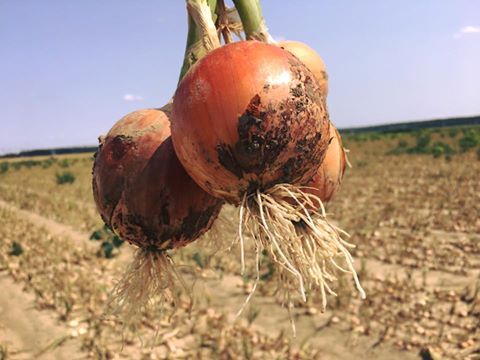 Seme Teon 307 F1 - Ostalo | SM AgroShop