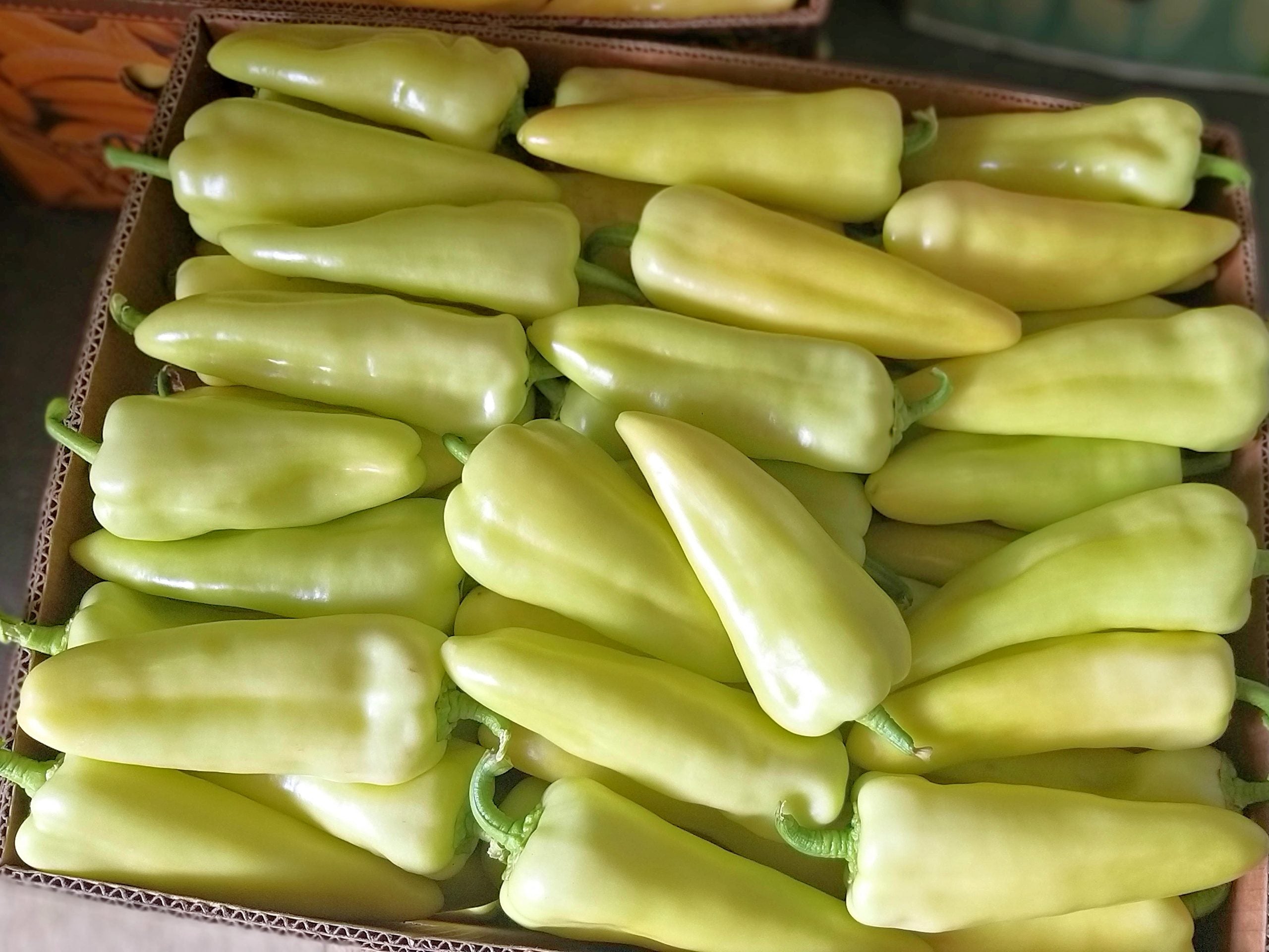 Profesionalno seme Seme paprike SVPP 1876 F1 - Katalog semena povrća SM AgroShop