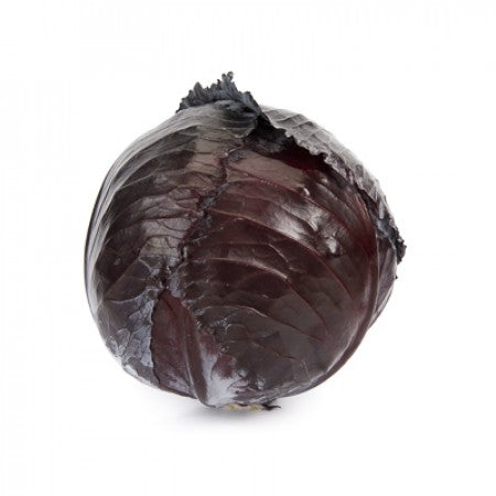 Profesionalno seme Seme kupusa Rexoma F1 - Katalog semena povrća SM AgroShop