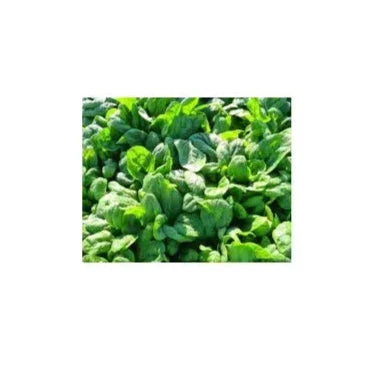 Seme Alexandra F1 - Ostalo | SM AgroShop