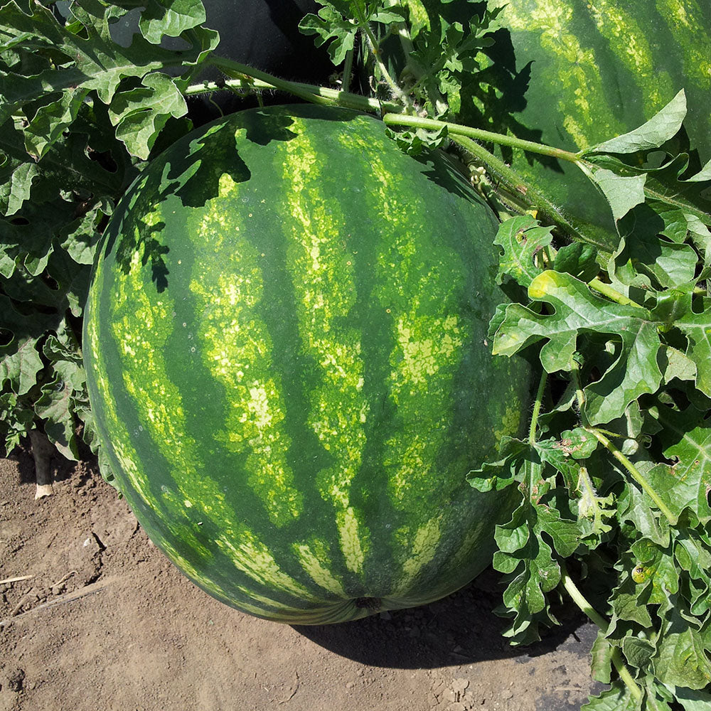 Seme Aksent F1 - Ostalo | SM AgroShop