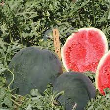 Seme Magia Negra F1 - Ostalo | SM AgroShop