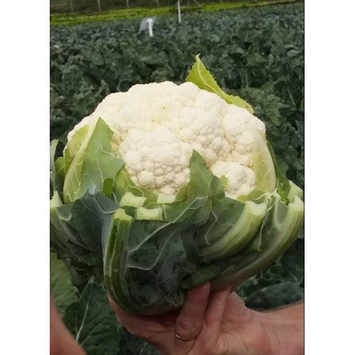 Profesionalno seme Seme karfiola Arienzo F1 - Katalog semena povrća SM AgroShop