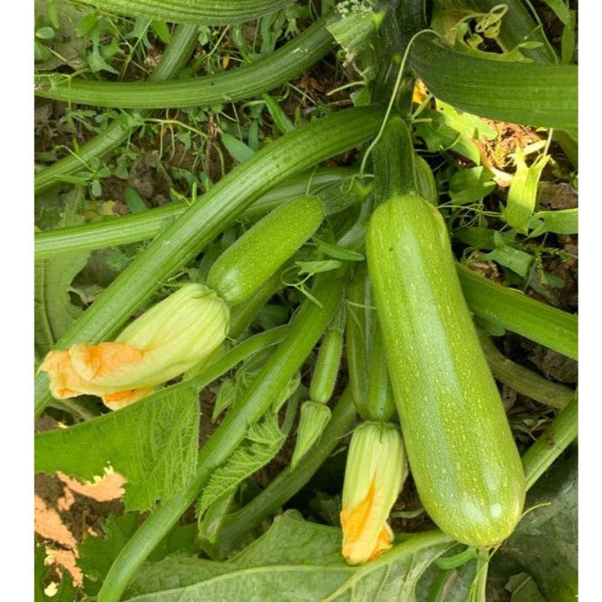 Seme Imperator F1 - Ostalo | SM AgroShop