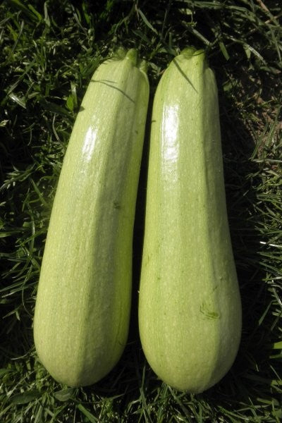 Profesionalno seme Seme tikvice Heroe F1 - Katalog semena povrća SM AgroShop