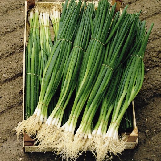 Profesionalno seme Seme luka Parade F1 - Katalog semena povrća SM AgroShop