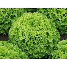 Profesionalno seme Seme salate Frisady EZ - Katalog semena povrća SM AgroShop