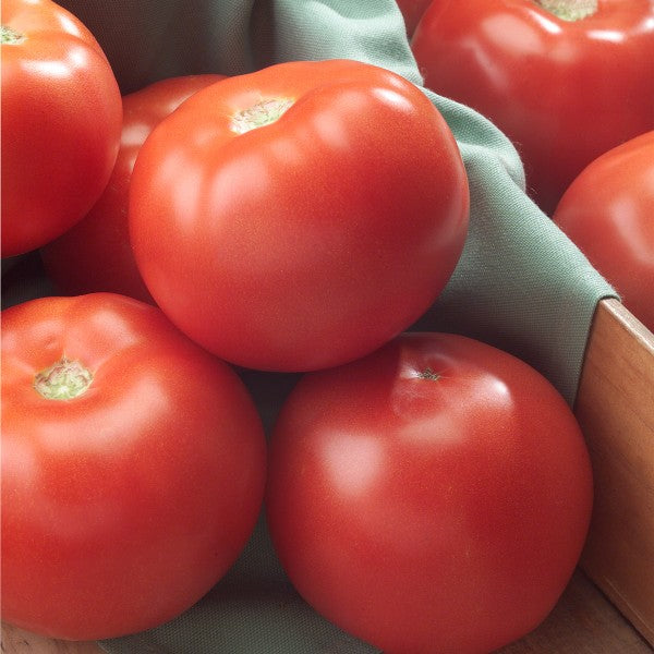 Prodaja Florida F1 - Cena semena Ostalo | SM AgroShop