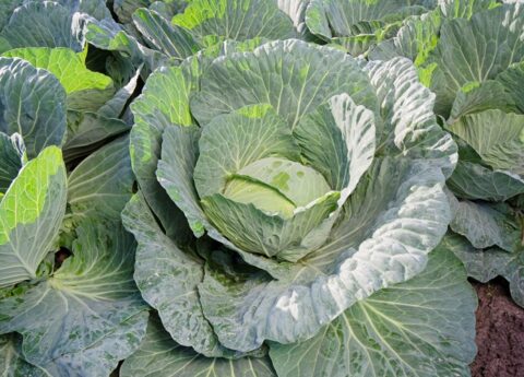 Profesionalno seme Seme kupusa Green Prime F1 - Katalog semena povrća SM AgroShop