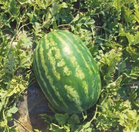 Seme Colt F1 - Ostalo | SM AgroShop