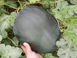 Seme Kandemir F1 - Ostalo | SM AgroShop