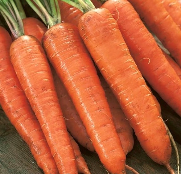 Seme NANTES AMELIORE 2 - Ostalo | SM AgroShop