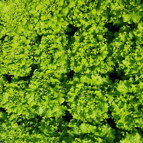 Profesionalno seme Seme salate Rocambole (zima) - Katalog semena povrća SM AgroShop